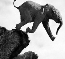 elephant jumps hours