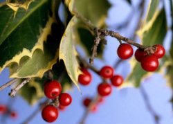 rr holiday berries large