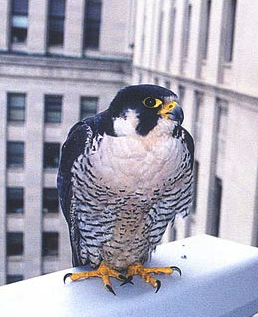 Falcon-near-home