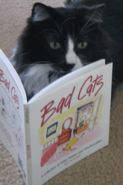 Cat with book 250