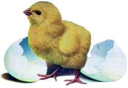 chicken egg 250