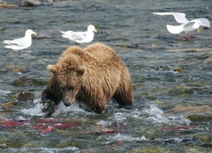 bear and birds 300