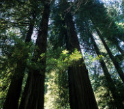 redwoods 180