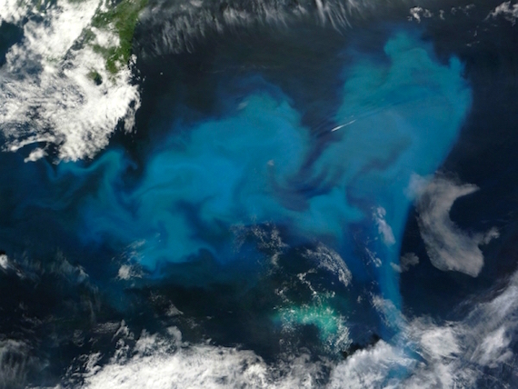 phytoplankton-bloom2