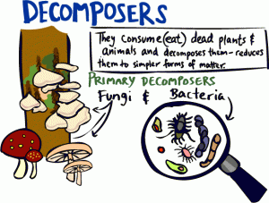 decomposers