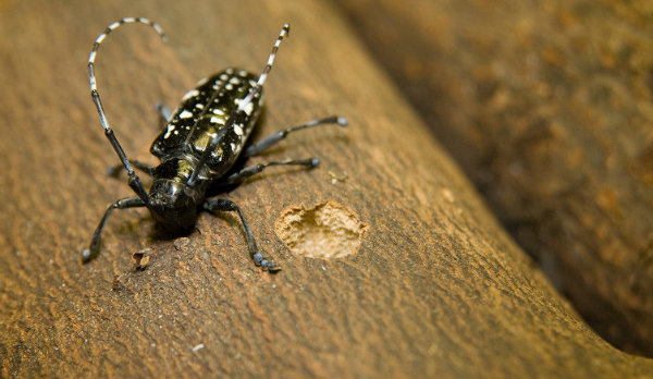 ALB_beetle image 600