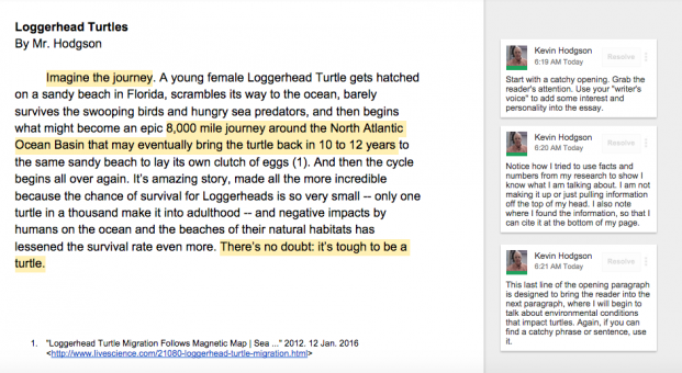 k loggerhead turtles introduction draft (1)
