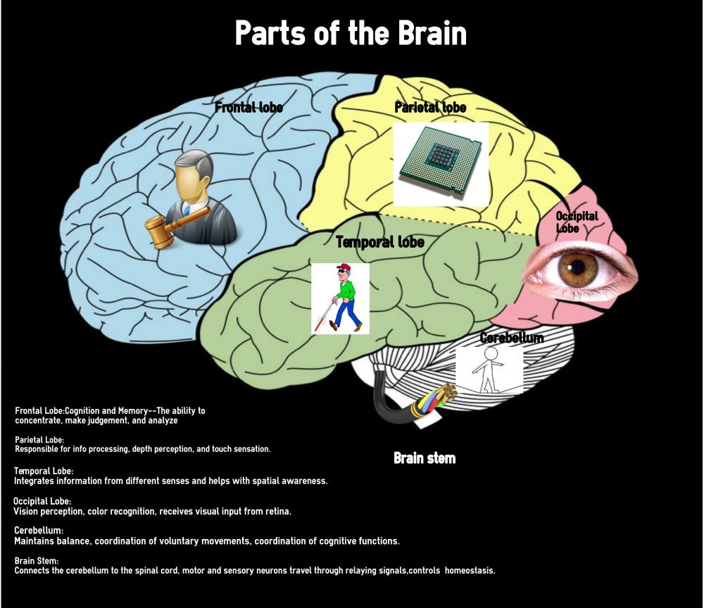 1 brain for 2. Info cognitive functions. Программное обеспечение мозга. Открой карту Brain. Parts of Brain responsible for.