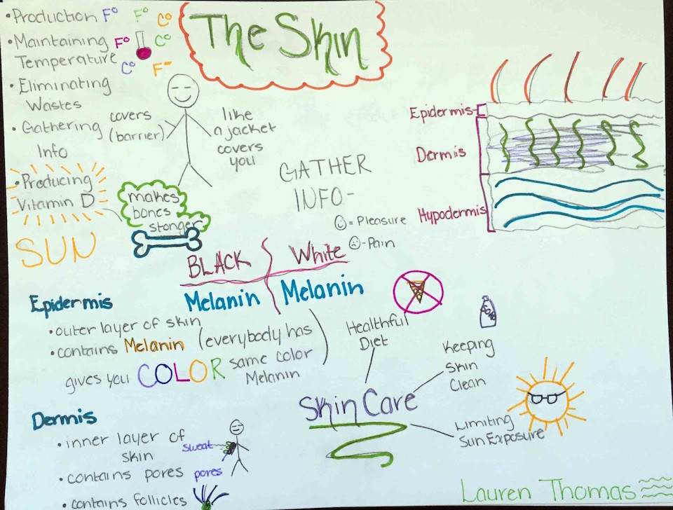 functions-of-skin-7thgrader | MiddleWeb functions-of-skin-7thgrader